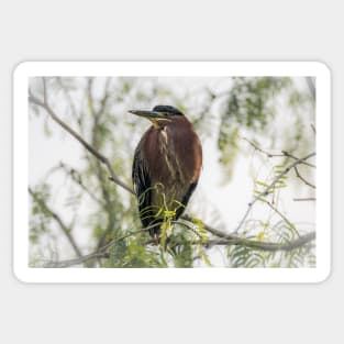 Green Heron Perched Sticker